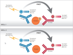 THUNDER™ Phospho-eIF2α (S51) + Total eIF2α TR-FRET Cell Signaling Assay Kit