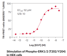 THUNDER™ Phospho-ERK1/2 (T202/Y204) TR-FRET Cell Signaling Assay Kit (p44/p42 MAPK, MAPK3/MAPK1)