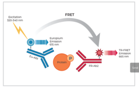 THUNDER™ Phospho-ERK1/2 (T202/Y204) TR-FRET Cell Signaling Assay Kit