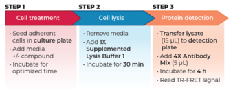 THUNDER™ Phospho-ERK1/2 (T202/Y204) TR-FRET Cell Signaling Assay Kit