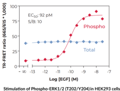 THUNDER™ Total ERK1/2 TR-FRET Cell Signaling Assay Kit (p44/p42 MAPK, MAPK3/MAPK1)