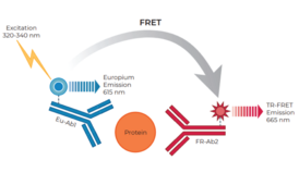 THUNDER™ Total ERK1/2 TR-FRET Cell Signaling Assay Kit