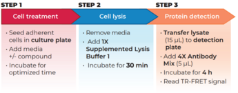 THUNDER™ Total ERK1/2 TR-FRET Cell Signaling Assay Kit