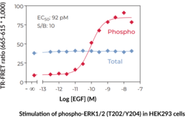 THUNDER™ Phospho-ERK1/2 (T202/Y204) + Total ERK1/2 TR-FRET Cell Signaling  Assay Kit (p44/p42 MAPK, MAPK3/MAPK1) | Cayman Chemical