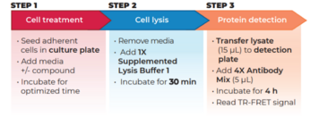 THUNDER™ Phospho-ERK1/2 (T202/Y204) + Total ERK1/2 TR-FRET Cell Signaling Assay Kit
