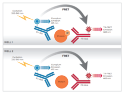 THUNDER™ Phospho-ERK1/2 (T202/Y204) + Total ERK1/2 TR-FRET Cell Signaling Assay Kit
