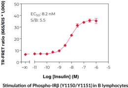 THUNDER™ Phospho-Insulin Receptor β (Y1150/Y1151) TR-FRET Cell Signaling Assay Kit