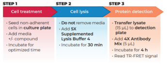 THUNDER™ Phospho-Insulin Receptor β (Y1150/Y1151) TR-FRET Cell Signaling Assay Kit