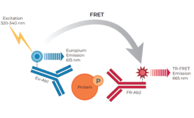 THUNDER™ Phospho-Insulin Receptor β (Y1150/Y1151) TR-FRET Cell Signaling Assay Kit