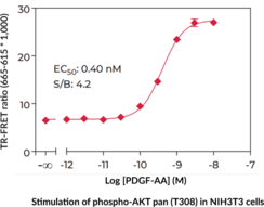 THUNDER™ Phospho-AKT pan (T308) TR-FRET Cell Signaling Assay Kit
