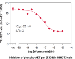 THUNDER™ Phospho-AKT pan (T308) TR-FRET Cell Signaling Assay Kit