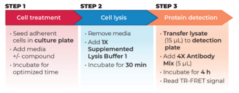 THUNDER™ Phospho-AKT pan (T308) TR-FRET Cell Signaling Assay Kit