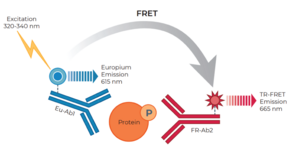 THUNDER™ Phospho-AKT pan (T308) TR-FRET Cell Signaling Assay Kit