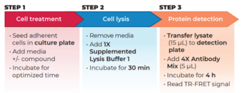 THUNDER™ Phospho-AKT pan (T308) + Total AKT pan TR-FRET Cell Signaling Assay Kit