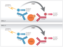 THUNDER™ Phospho-AKT pan (T308) + Total AKT pan TR-FRET Cell Signaling Assay Kit