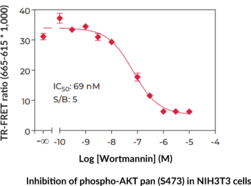 THUNDER™ Phospho-AKT pan (S473) TR-FRET Cell Signaling Assay Kit