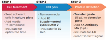 THUNDER™ Phospho-AKT pan (S473) TR-FRET Cell Signaling Assay Kit