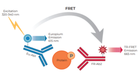 THUNDER™ Phospho-AKT pan (S473) TR-FRET Cell Signaling Assay Kit
