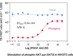 THUNDER™ Phospho-AKT pan (S473) + Total AKT pan TR-FRET Cell Signaling Assay Kit
