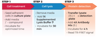 THUNDER™ Phospho-AKT pan (S473) + Total AKT pan TR-FRET Cell Signaling Assay Kit