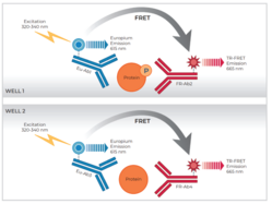 THUNDER™ Phospho-AKT pan (S473) + Total AKT pan TR-FRET Cell Signaling Assay Kit