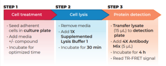 THUNDER™ Total AKT pan TR-FRET Cell Signaling Assay Kit