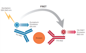 THUNDER™ Total AKT pan TR-FRET Cell Signaling Assay Kit