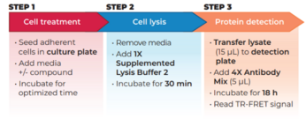 THUNDER™ Phospho-STAT5 (Y694/Y699) TR-FRET Cell Signaling Assay Kit