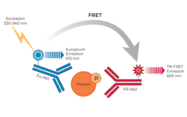 THUNDER™ Phospho-STAT5 (Y694/Y699) TR-FRET Cell Signaling Assay Kit