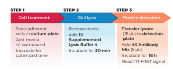 THUNDER™ Total STAT5 TR-FRET Cell Signaling Assay Kit