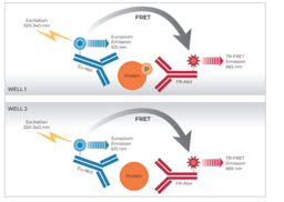 THUNDER™ Total STAT5 TR-FRET Cell Signaling Assay Kit