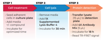 THUNDER™ Phospho-STAT5 (Y694/Y699) + Total STAT5 TR-FRET Cell Signaling Assay Kit