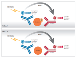 THUNDER™ Phospho-STAT5 (Y694/Y699) + Total STAT5 TR-FRET Cell Signaling Assay Kit