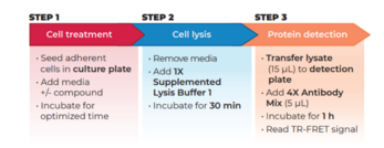 THUNDER™ Phospho-EGFR (Y1068) TR-FRET Cell Signaling Assay Kit