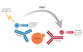 THUNDER™ Phospho-EGFR (Y1068) TR-FRET Cell Signaling Assay Kit