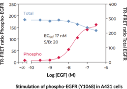THUNDER™ Phospho-EGFR (Y1068) + Total EGFR TR-FRET Cell Signaling Assay Kit (Epidermal Growth Factor Receptor, ErbB-1, HER1)