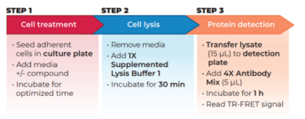 THUNDER™ Phospho-EGFR (Y1068) + Total EGFR TR-FRET Cell Signaling Assay Kit