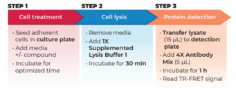 THUNDER™ Total EGFR TR-FRET Cell Signaling Assay Kit