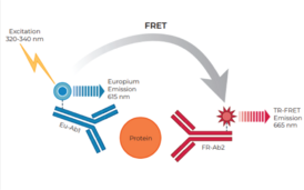 THUNDER™ Total EGFR TR-FRET Cell Signaling Assay Kit