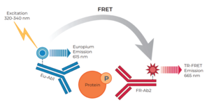 THUNDER™ Phospho-SLP-76 (S376) TR-FRET Cell Signaling Assay Kit