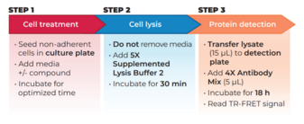 THUNDER™ Phospho-SLP-76 (S376) TR-FRET Cell Signaling Assay Kit