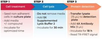 THUNDER™ Phospho-SLP-76 (S376) + Total SLP-76 TR-FRET Cell Signaling Assay Kit