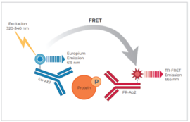 THUNDER™ Phospho-4EBP1 (T37/T46) TR-FRET Cell Signaling Assay Kit