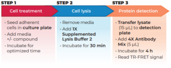 THUNDER™ Phospho-4EBP1 (T37/T46) TR-FRET Cell Signaling Assay Kit