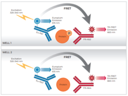 THUNDER™ Phospho-4EBP1 (T37/T46) + Total 4EBP1 TR-FRET Cell Signaling Assay Kit
