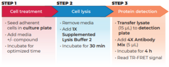 THUNDER™ Phospho-4EBP1 (T37/T46) + Total 4EBP1 TR-FRET Cell Signaling Assay Kit