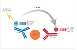 THUNDER™ Total 4EBP1 TR-FRET Cell Signaling Assay Kit