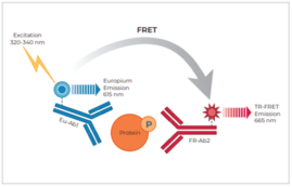 THUNDER™ Phospho-BAD (S112) TR-FRET Cell Signaling Assay Kit