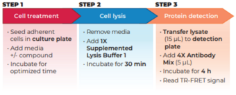 THUNDER™ Phospho-BAD (S112) TR-FRET Cell Signaling Assay Kit