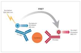 THUNDER™ Human IFNγ TR-FRET Biomarker Assay Kit